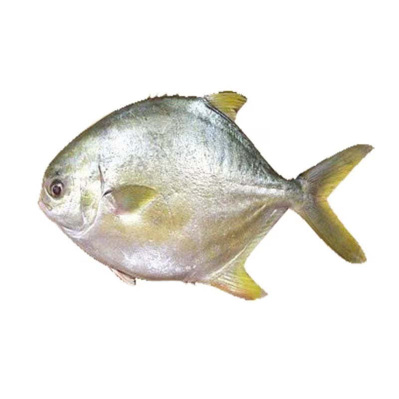 Pompano Doré