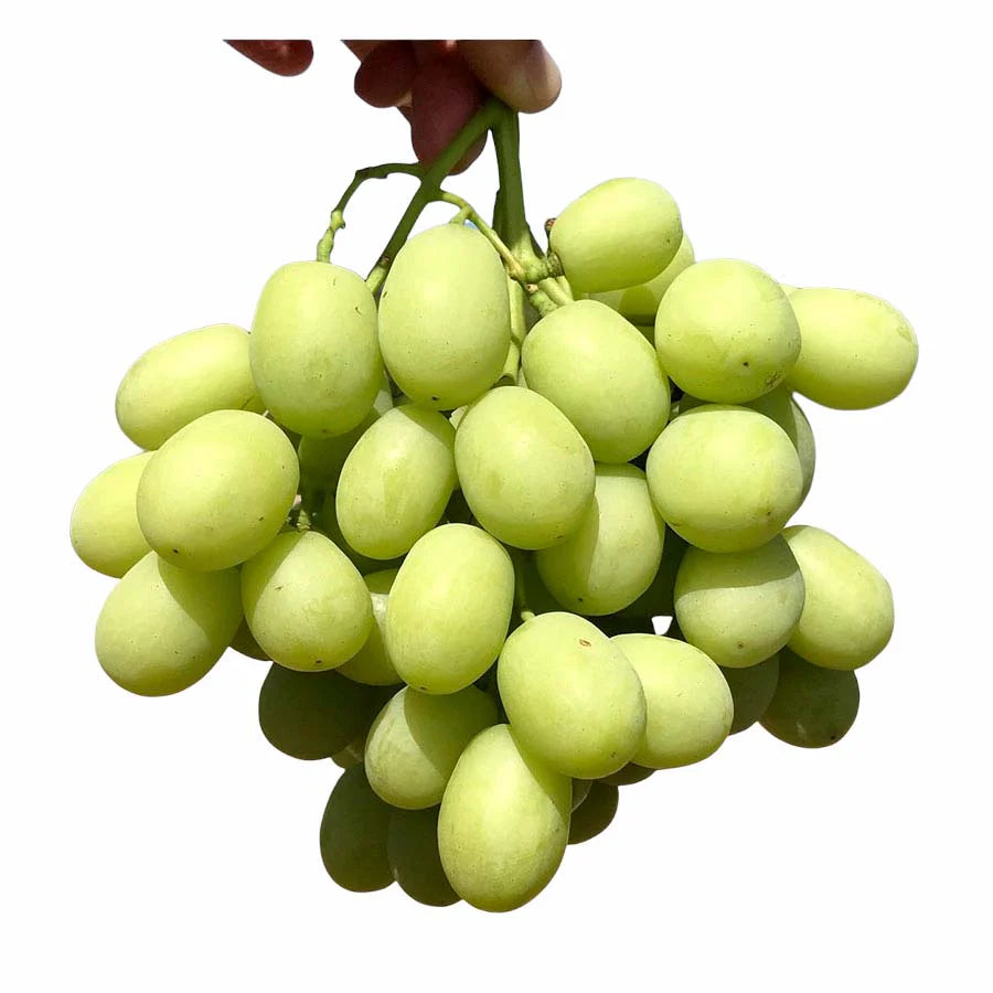 Raisin Vert Bio. Jumbo