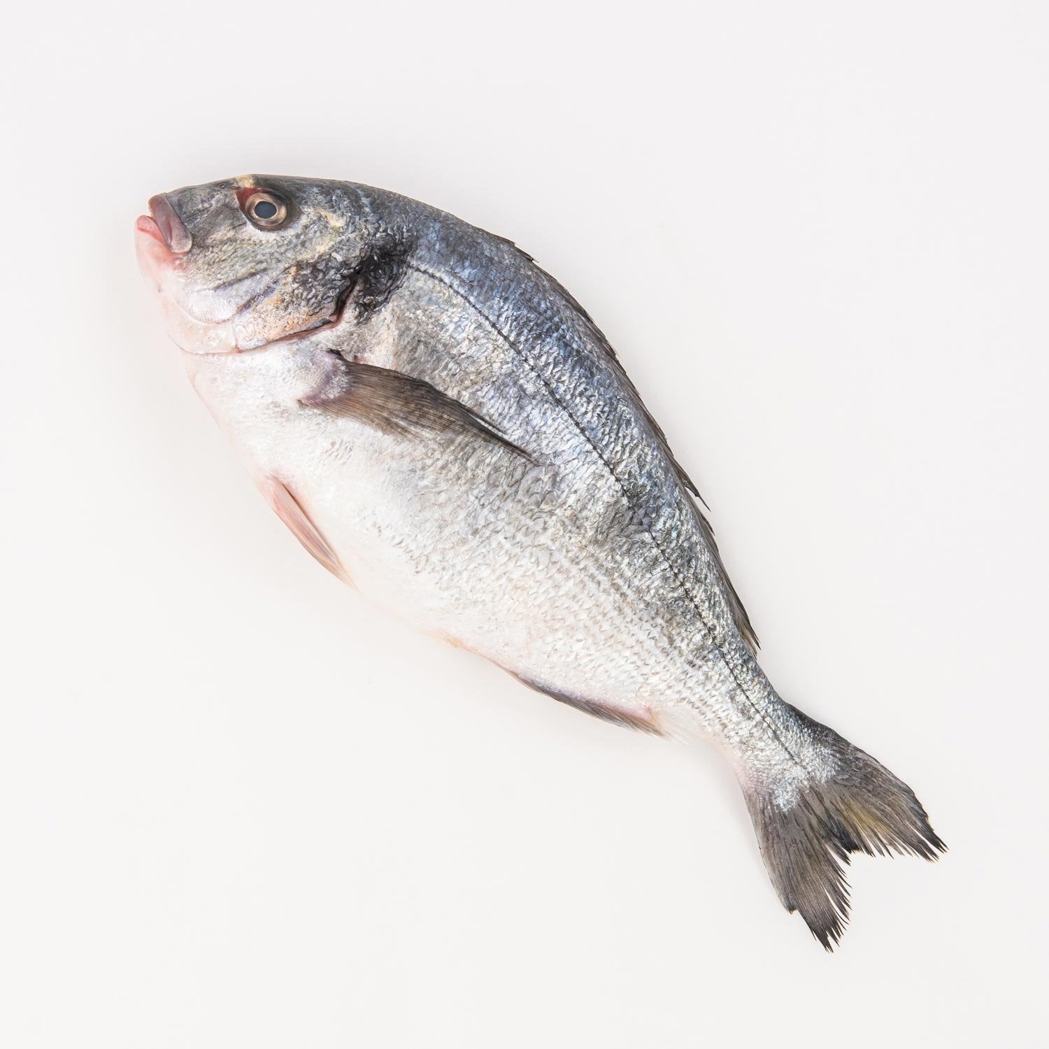 P1- Poisson Dorade Roy